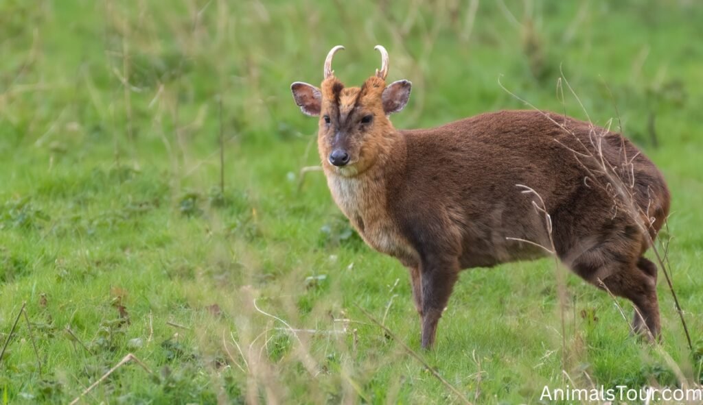 Animals with Antlers