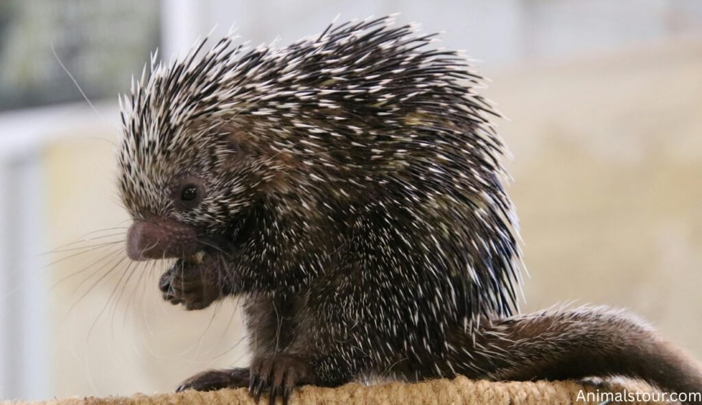 Animals With Quills
