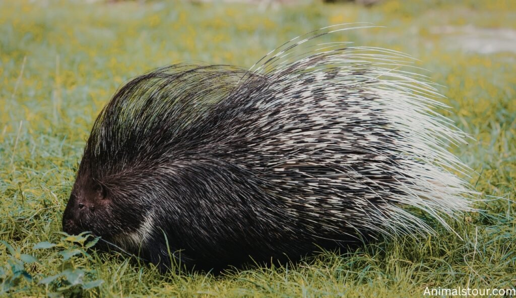 Animals With Spines and Quills