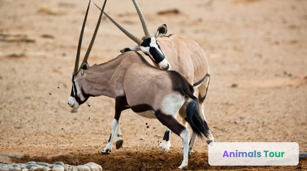 Oryx - animal having horns