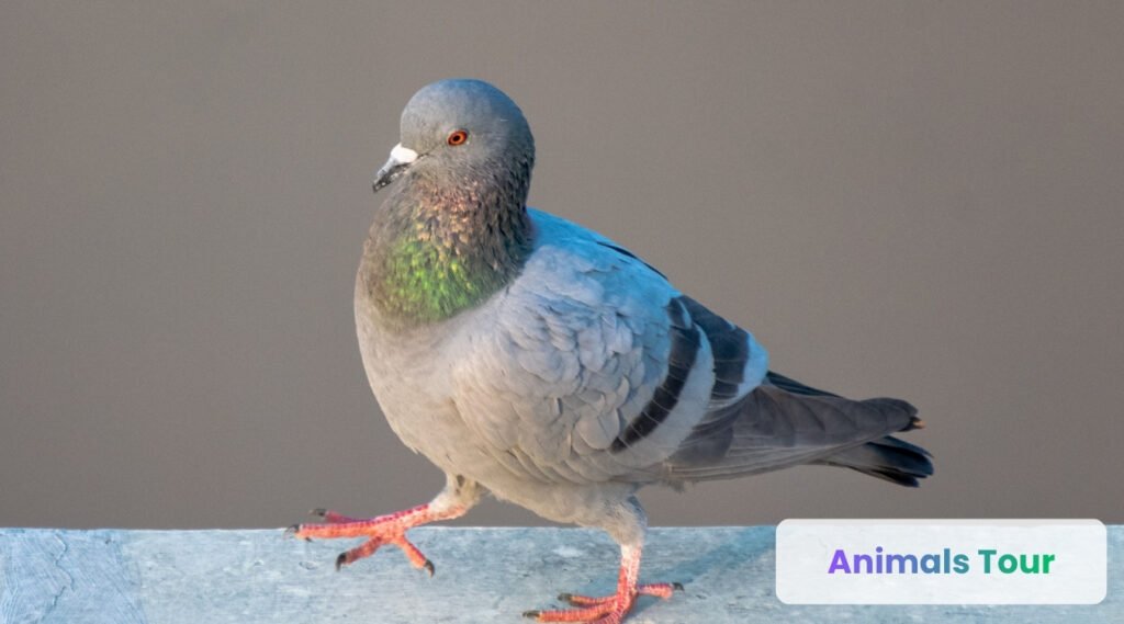 Pigeon-intelligent birds 