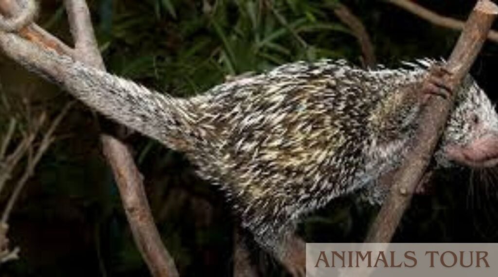Prehensile-Tailed Porcupine