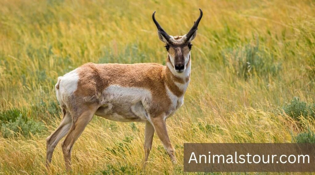 Pronghorn