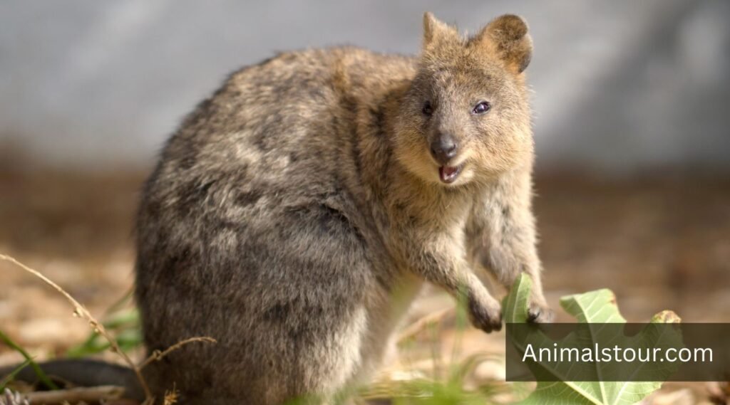 Quokka