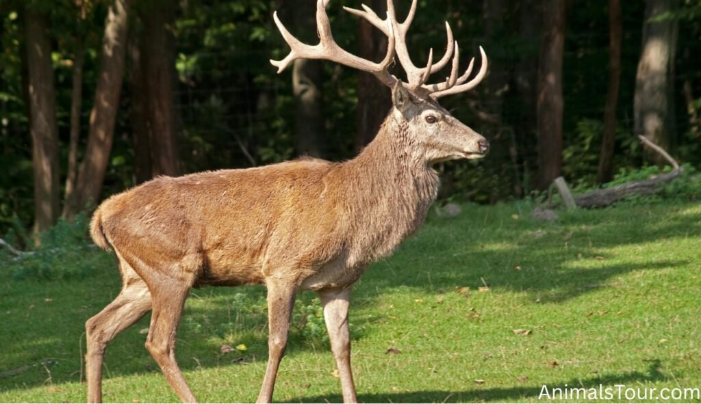 Animals with Antlers