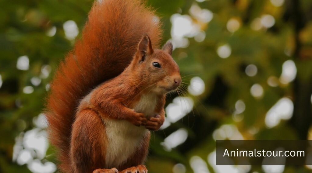 Red Squirrel