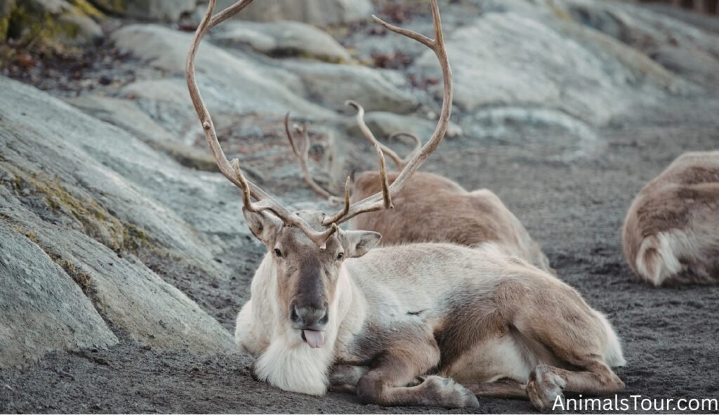 Animals with Antlers