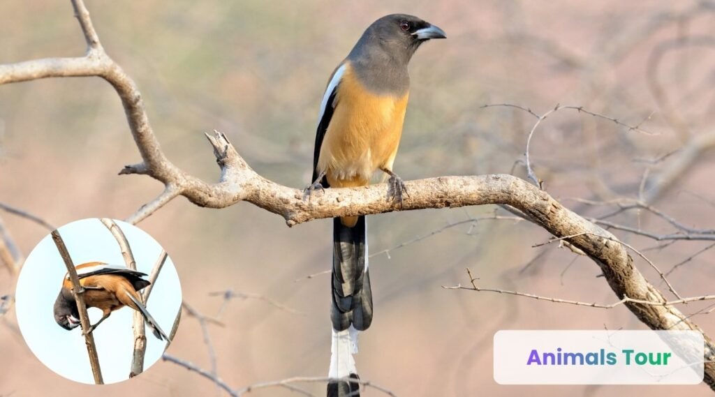 Rufous Treepie-Smartest bird-Quick Learner 