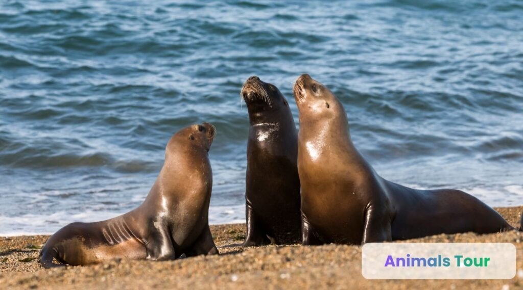 Sea Lions-legless animals
