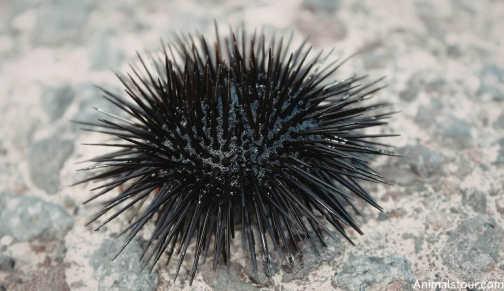 Animals With Quills