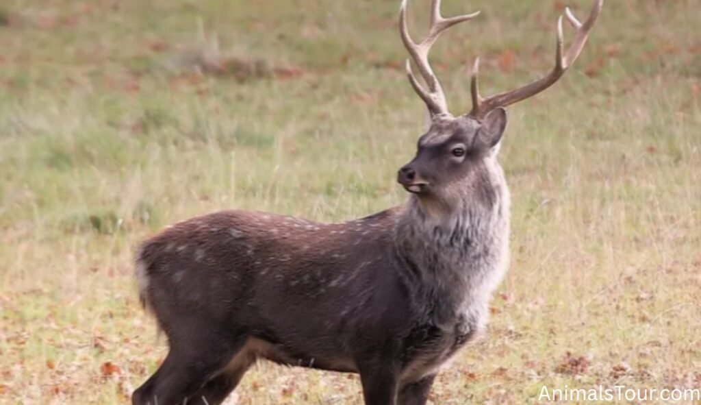 Animals with Antlers