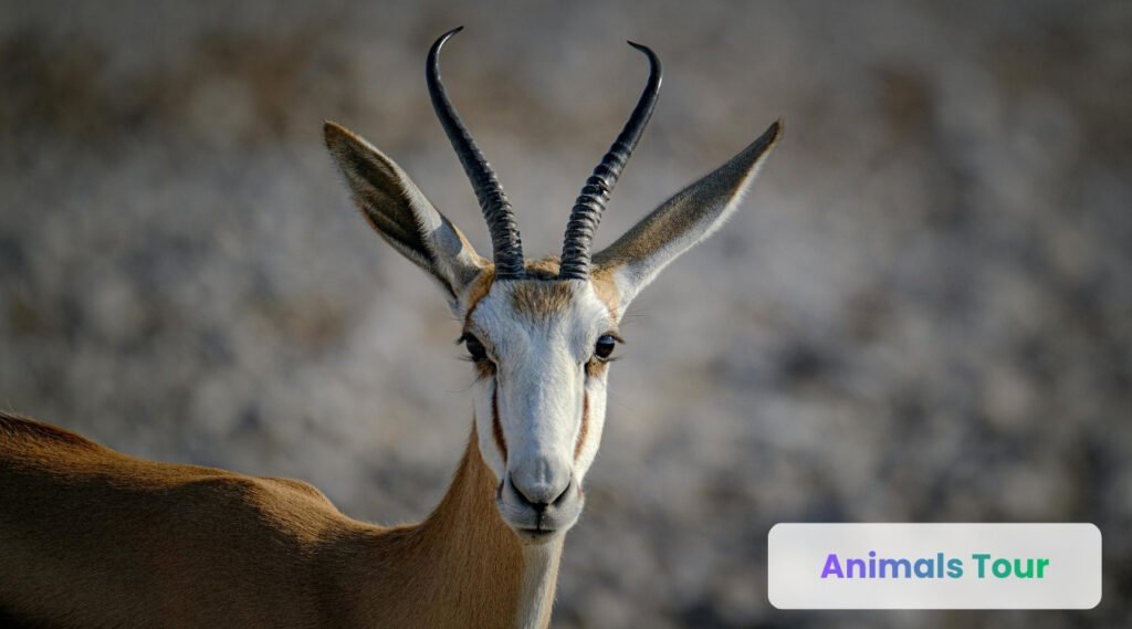 Springbok