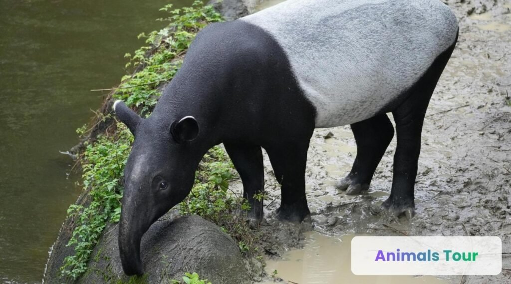 Tapir-animals with trunks