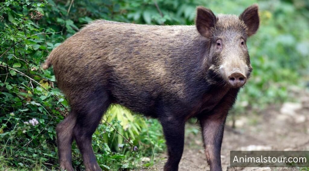 Wild Boars