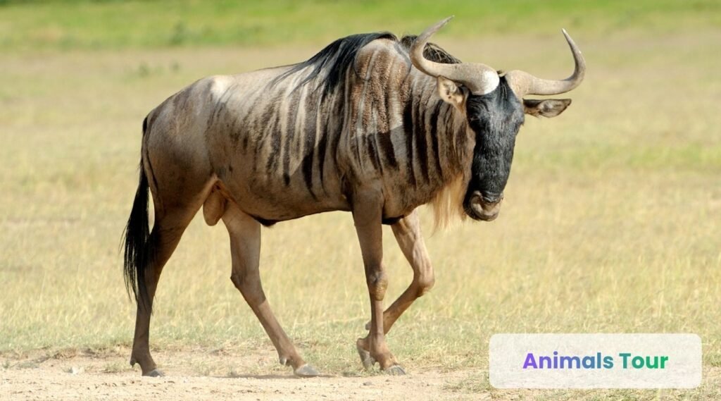 Wildebeest 