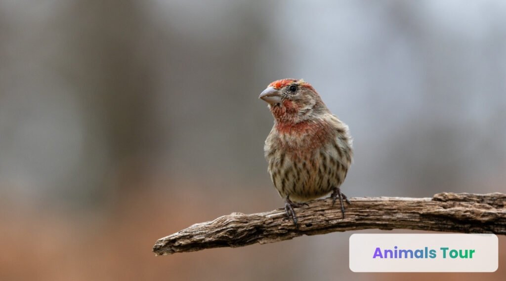 Woodpecker Finch-The Natural Tool Maker