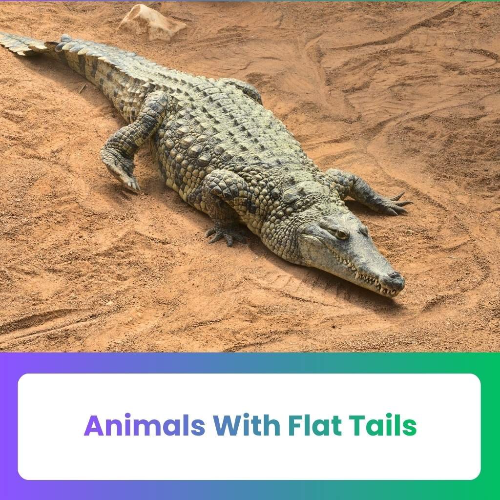 animals with flat tails