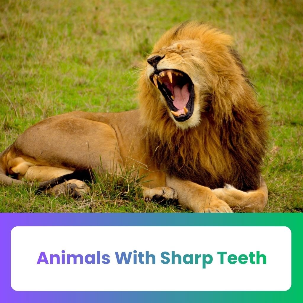 animals with sharp teeth