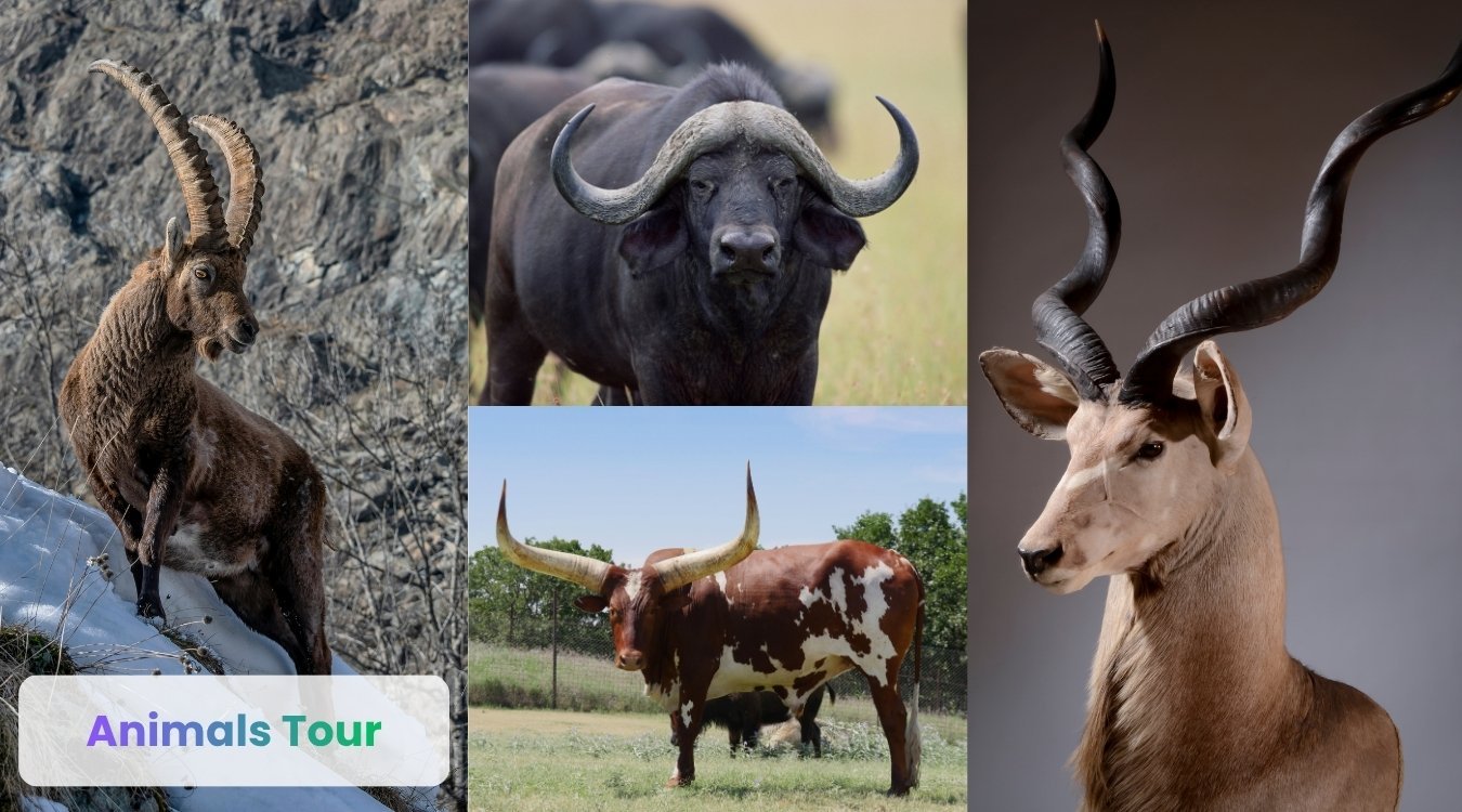 Animals with horns