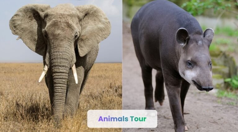 animals with trunks