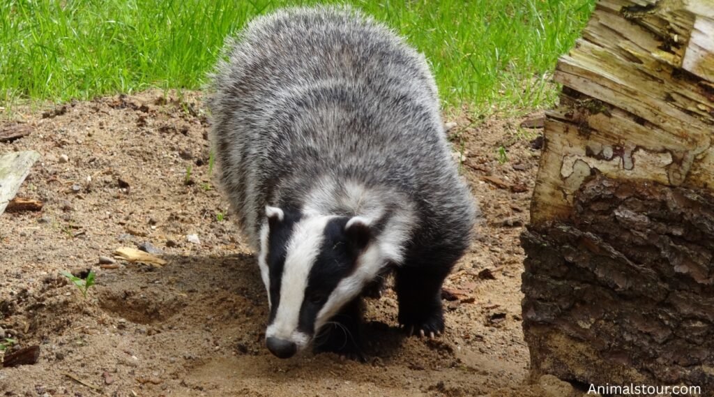 Badgers in Maine