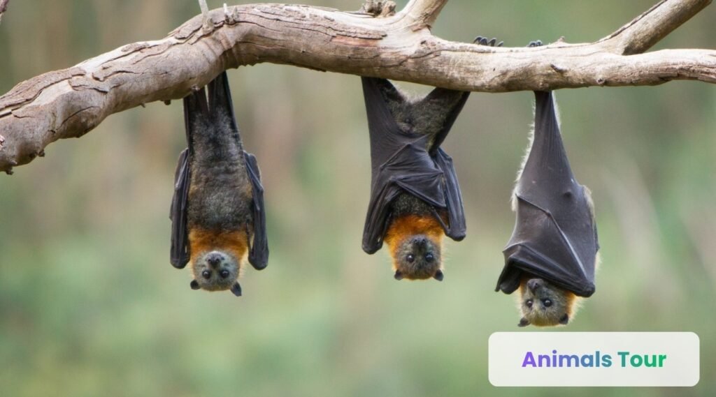 Bats-dirtiest animals in the world