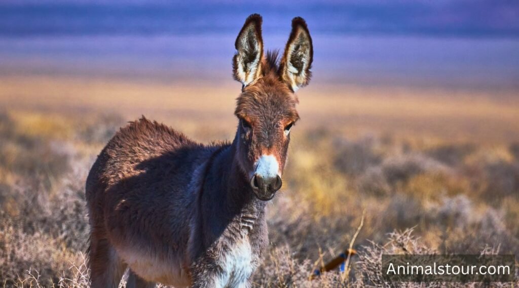 Donkeys 
