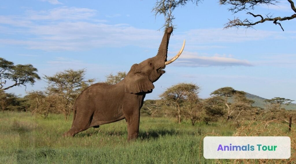 Elephant-animals with trunks-long trunk animal