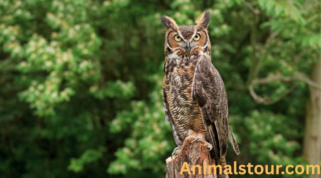 Great Horned Owl