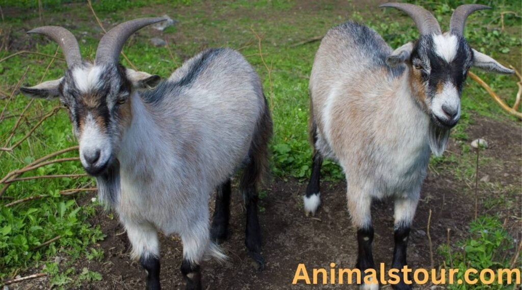 Goats