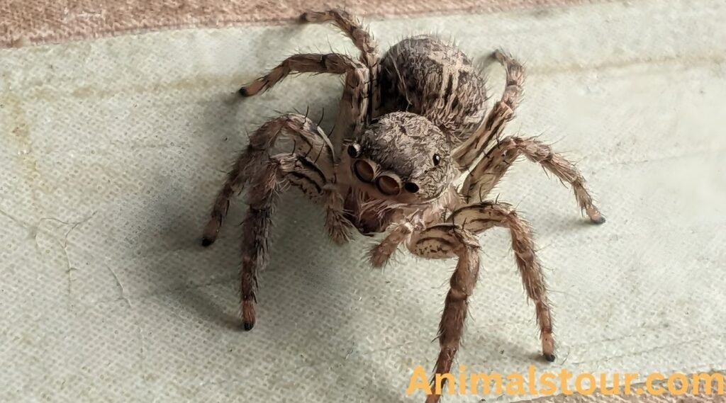 Spiders