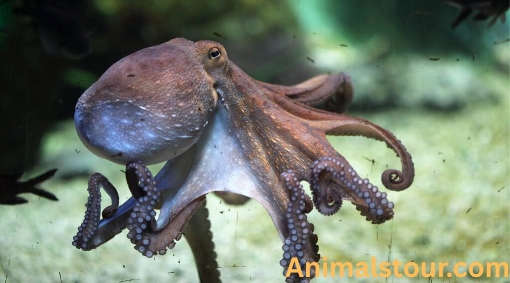Octopus