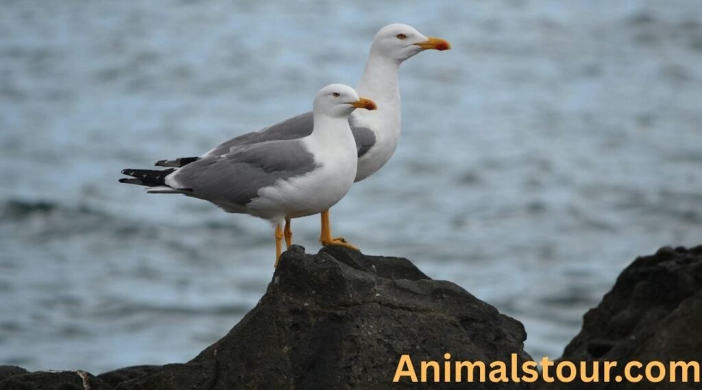 Seagulls