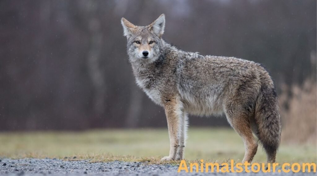 Coyotes