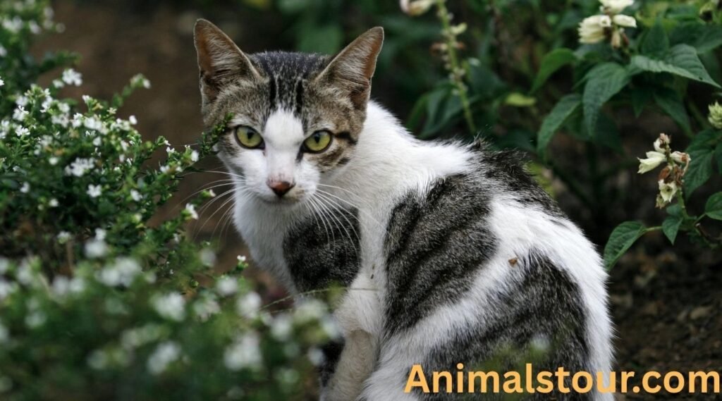 Animals that eat squirrels