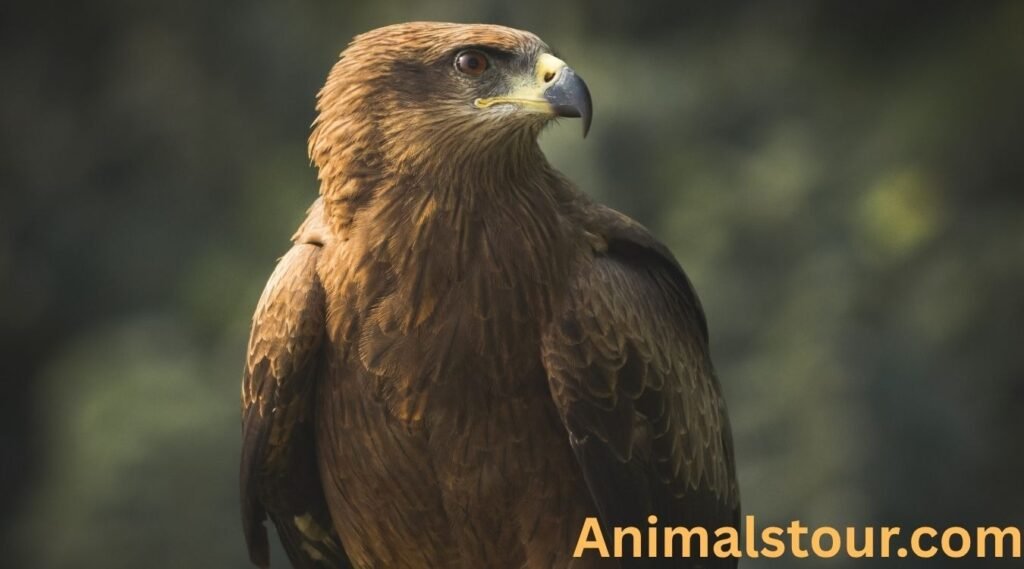 Eagle