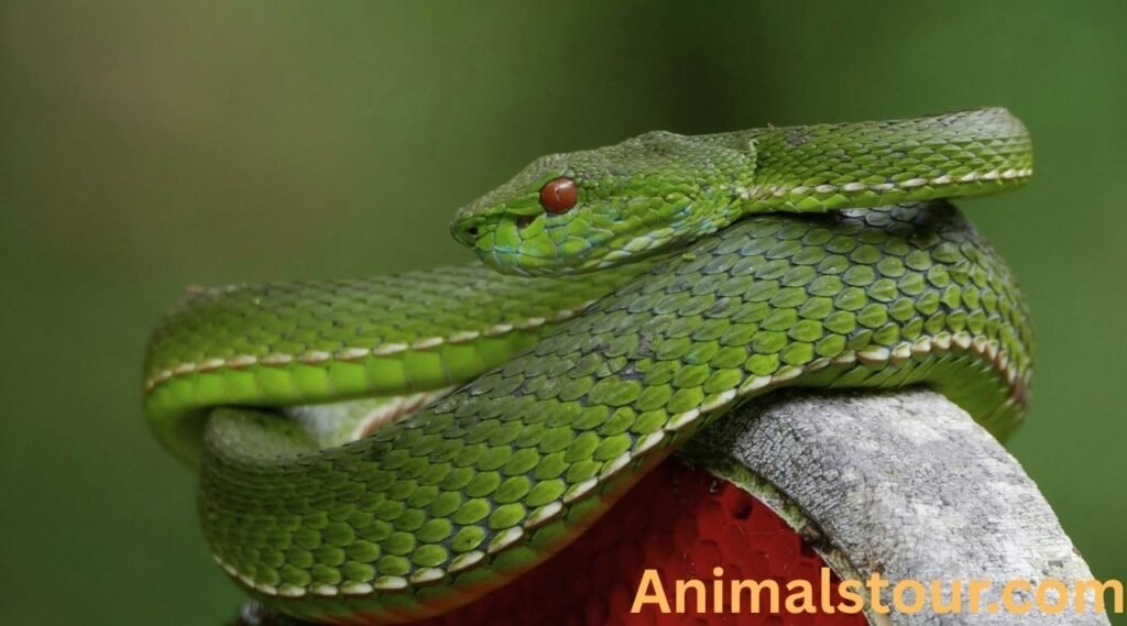 Animals that eat squirrels