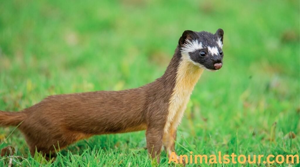 Weasels