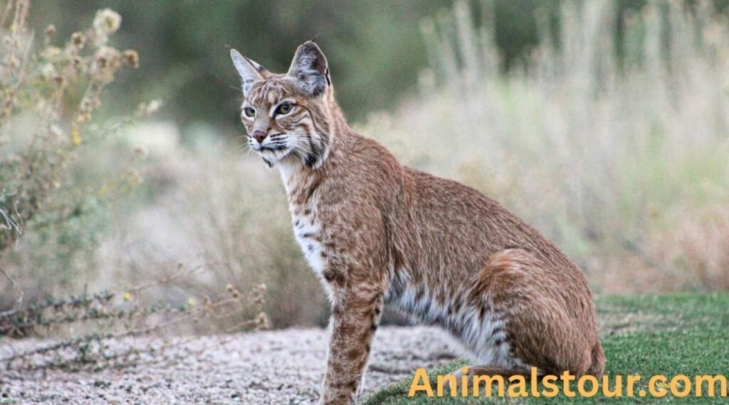 Bobcats