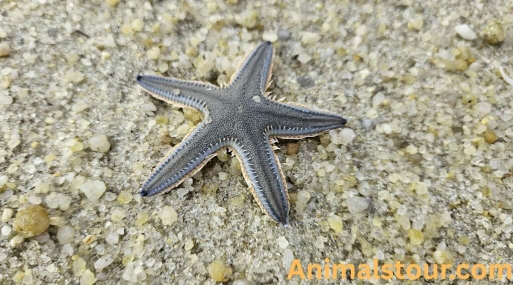 Star Fish