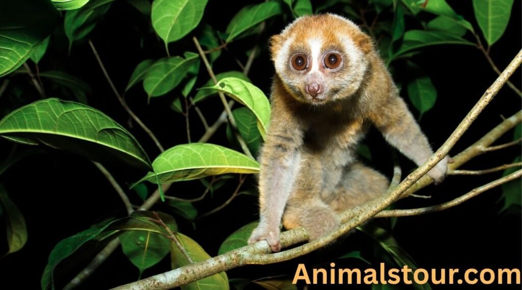 Slow Loris