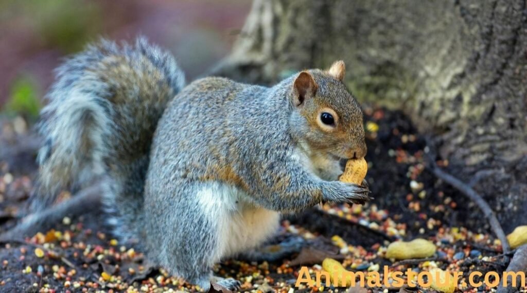 Squirrels