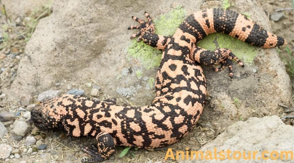  Gila monster