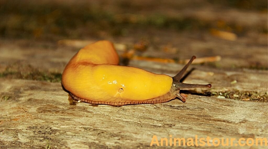  Banana slug 