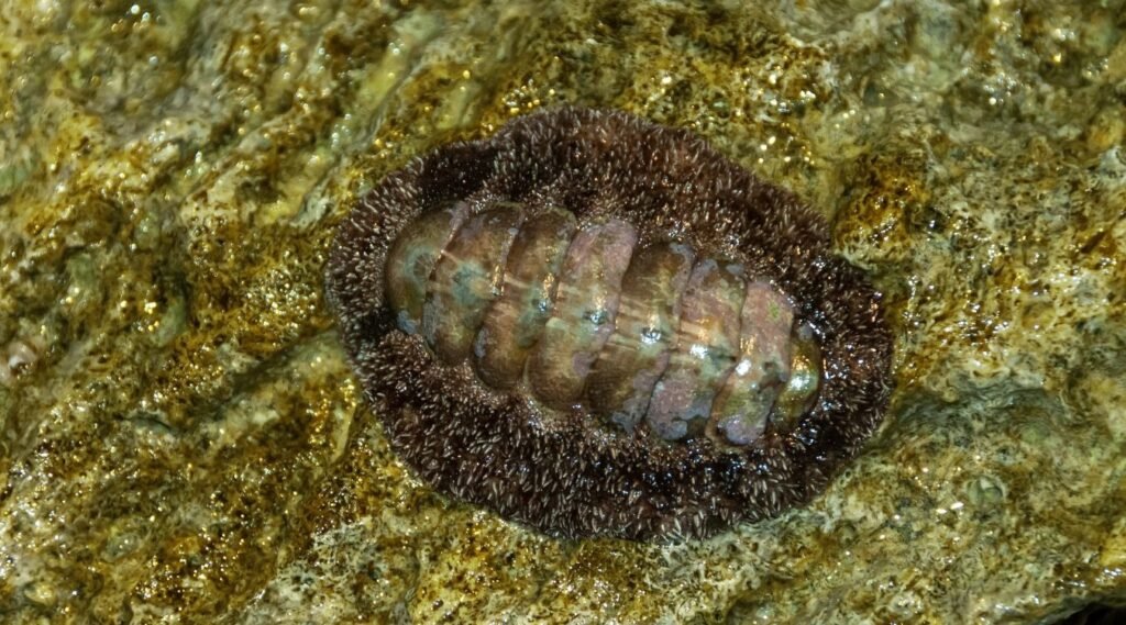 Chitons