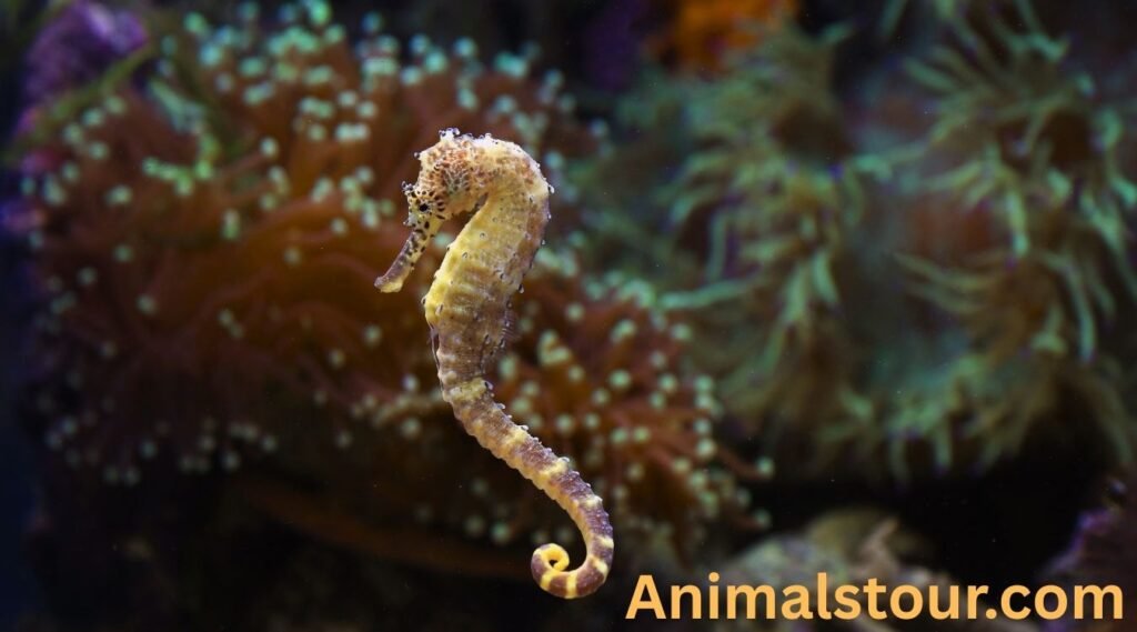Seahorse