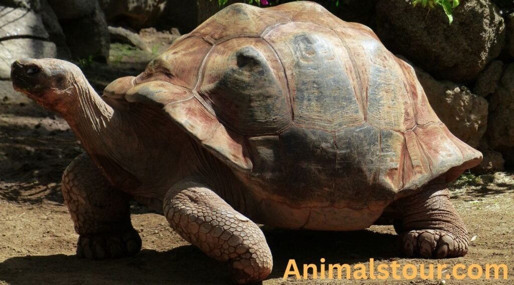 Animals that walk slowly