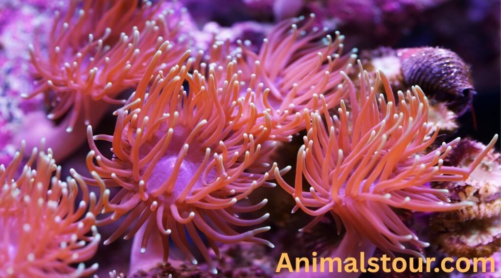Sea anemone 