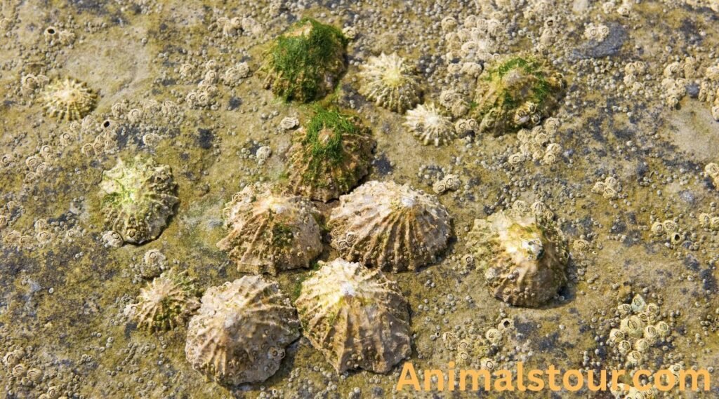 limpet 