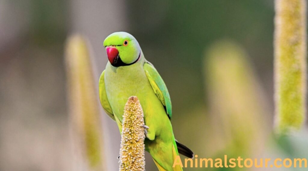 Parrot